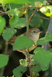 Cetti's Warbler