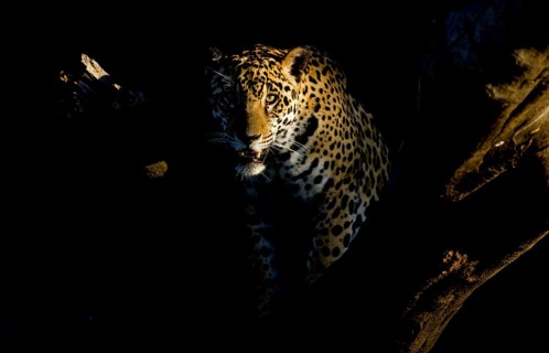 Jaguar