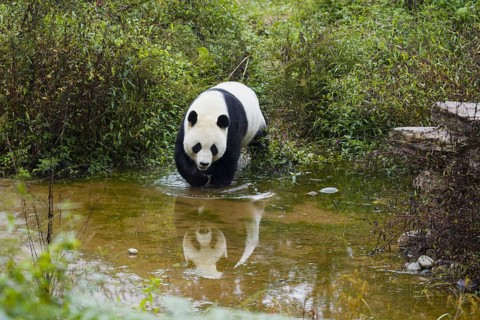 Giant panda