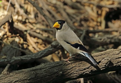 Japanese Grosbeak