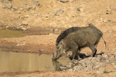 Indian wild boar