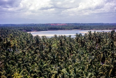 Coconut trees around Mahi in Puducherry or Pondicherry