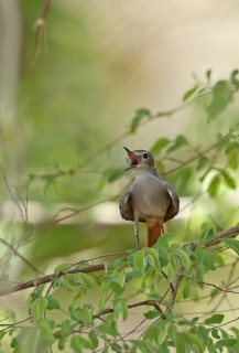 Familiar chatterer