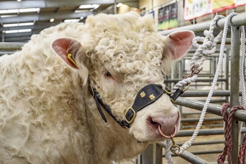 Domestic cattle