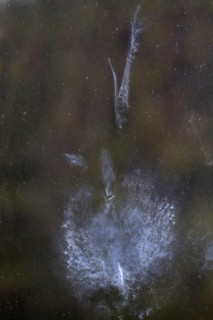 Common pheasant