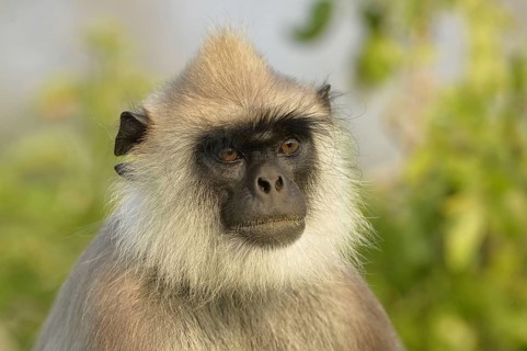 Adult grey tufted gray langur
