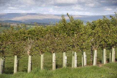 Young hedges growing