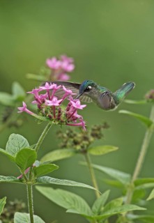 Violet-headed Hummingbird