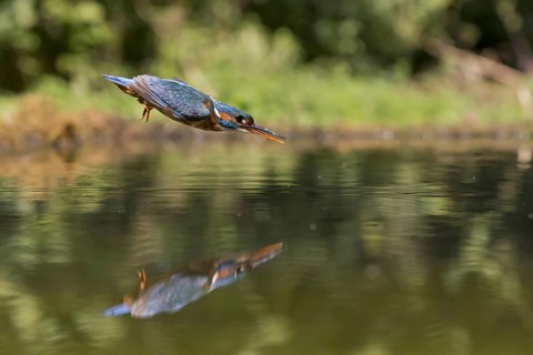 Common Kingfisher