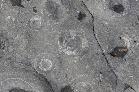 Petrification