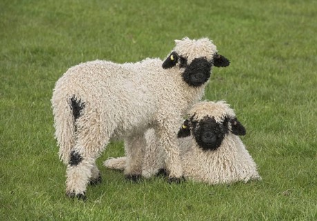 Valais Blacknose Sheep