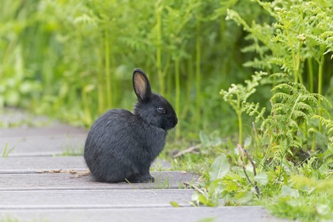 European Rabbit