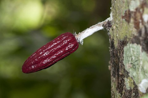 Cocoa pod