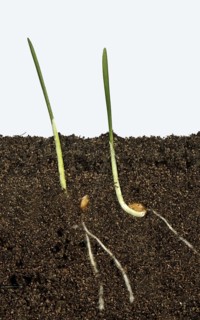 Wheat seeds germinating in a glass-sided container and showing root and air development