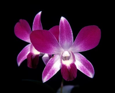 Orchid Dendrobium Sonia