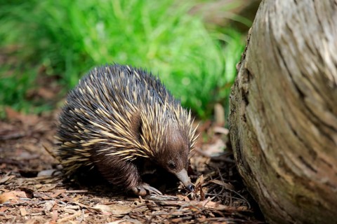 Short-beaked Echidna