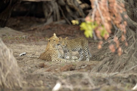 African leopard