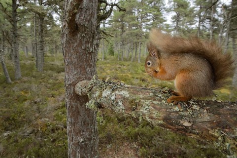 Eurasian red squirrel
