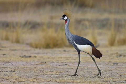 Grey Crowned-crane