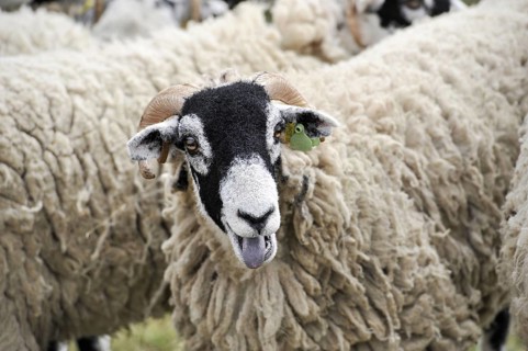 Swaledale Sheep