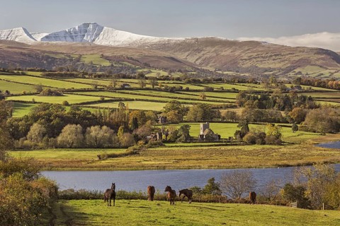 View of horses grazing