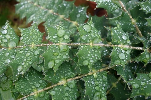 Mahonia