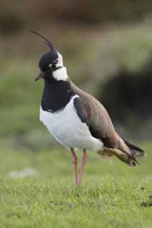Northern Lapwing