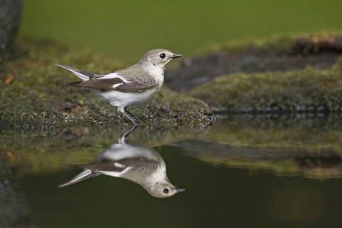 Collared flycatcher