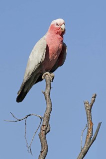 Galah