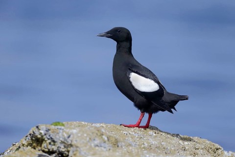 Black Guillemot