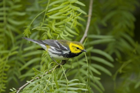 Black-throated Green Warbler