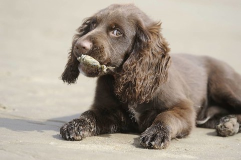 English Cocker Spaniel