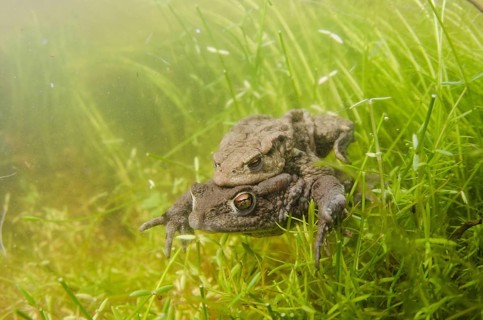 Common Toad