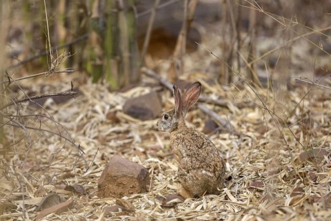 Indian hare