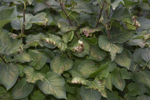 Symptoms of magnesium deficiency on late summer foliage of a lilac tree