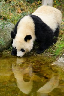 Giant Panda