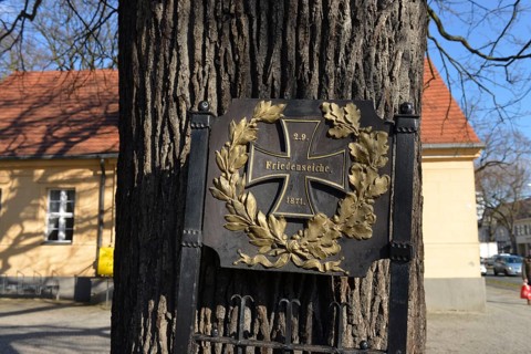 Peace Oak