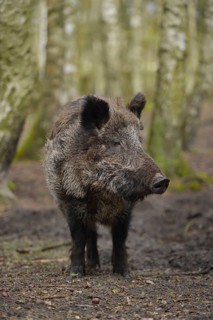 Wild boar