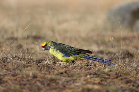 Green rosella