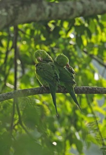 Plain parakeet
