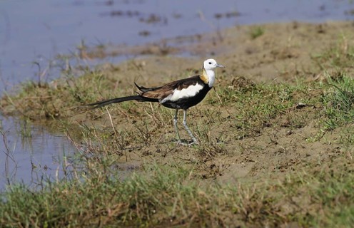 Pheasant-tailed jacana