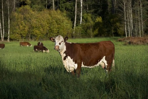 Domestic Cattle
