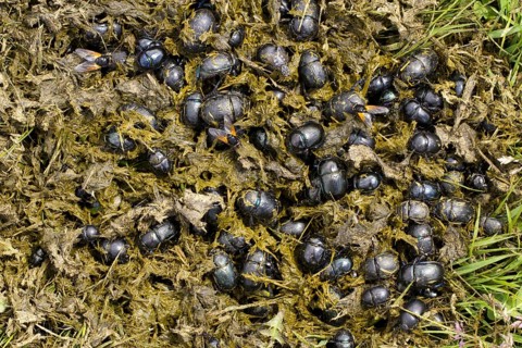 Earth-boring Dung Beetle