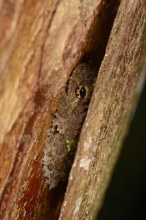 Adult tubercle shrub frog