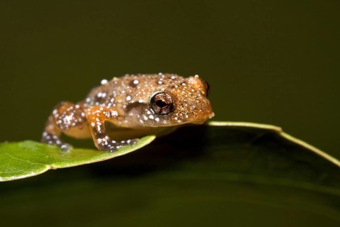 Engmaul frog