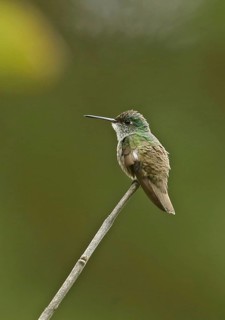 Azure-crowned Hummingbird