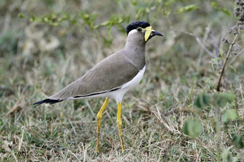 Yellow-wattled Lapwing