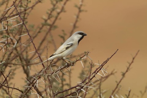 Desert Sparrow