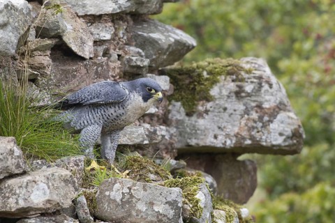 Peregrine falcon