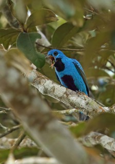Blue cotinga